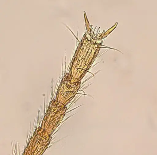 Typhlomyrmex lavra - UFV-LABECOL-009965