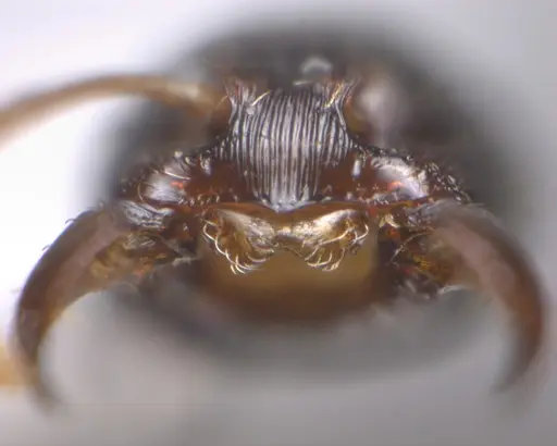 Typhlomyrmex lavra - UFV-LABECOL-009968