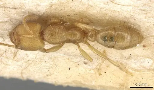 Typhlomyrmex major specimen