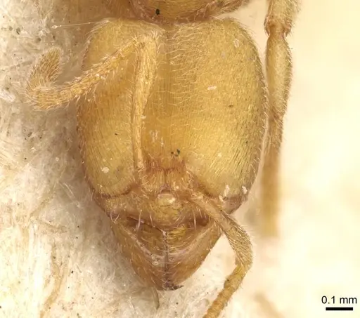 Typhlomyrmex major specimen