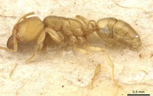 Typhlomyrmex major specimen
