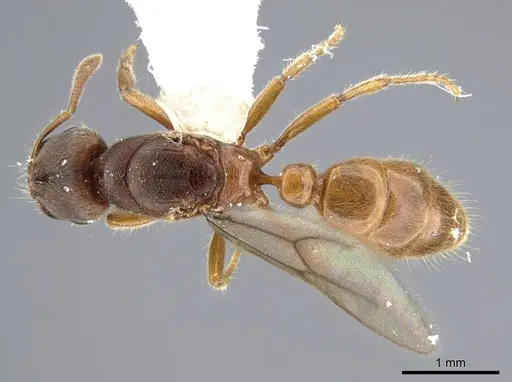 Typhlomyrmex major - CASENT0922014