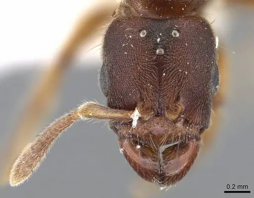 Typhlomyrmex major - CASENT0922014