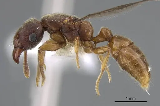 Typhlomyrmex major - CASENT0922014