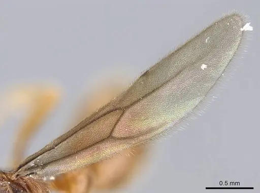 Typhlomyrmex major - CASENT0922014