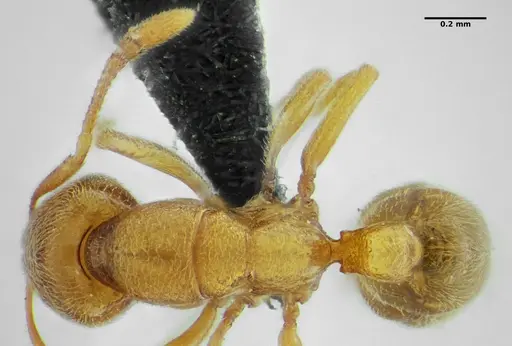 Typhlomyrmex major - UFV-LABECOL-009133
