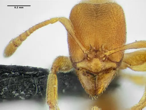 Typhlomyrmex major - UFV-LABECOL-009133