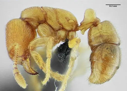 Typhlomyrmex major - UFV-LABECOL-009133