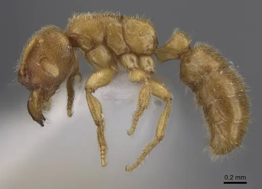 Typhlomyrmex meire specimen