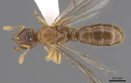 Typhlomyrmex meire - CASENT0915351