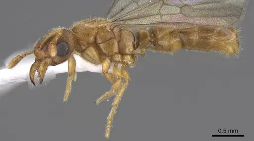 Typhlomyrmex meire - CASENT0915351