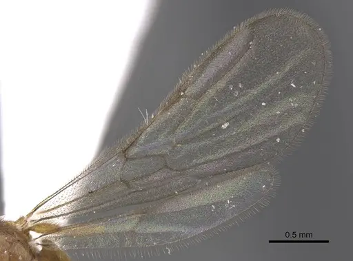 Typhlomyrmex meire - CASENT0915351