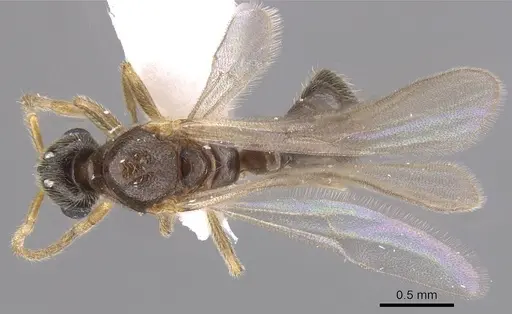 Typhlomyrmex meire - CASENT0915352