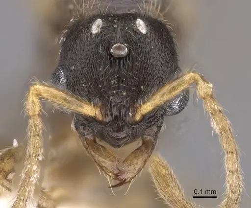 Typhlomyrmex meire - CASENT0915352