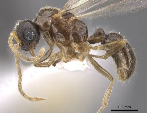 Typhlomyrmex meire - CASENT0915352