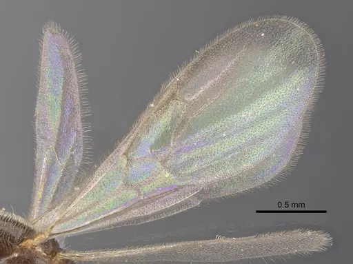 Typhlomyrmex meire - CASENT0915352