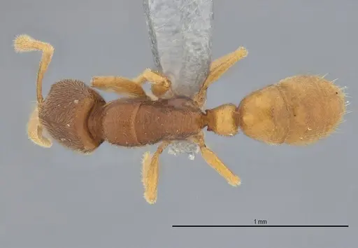 Typhlomyrmex prolatus specimen