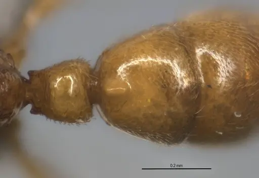 Typhlomyrmex prolatus specimen