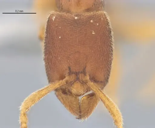 Typhlomyrmex prolatus specimen