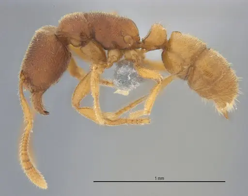 Typhlomyrmex prolatus - ANTWEB1053877