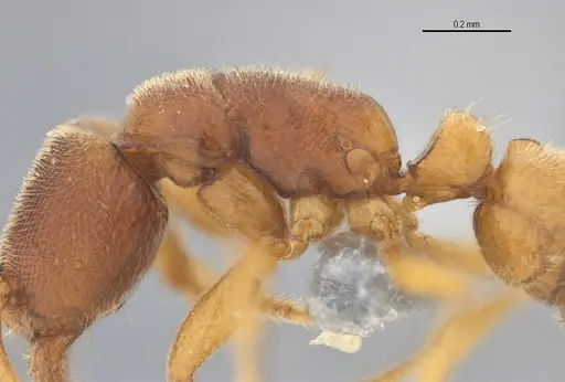 Typhlomyrmex prolatus - ANTWEB1053877
