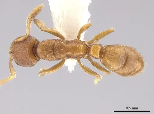 Typhlomyrmex prolatus - CASENT0628623