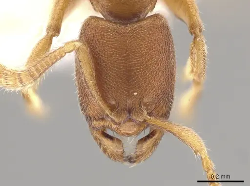 Typhlomyrmex prolatus - CASENT0628623