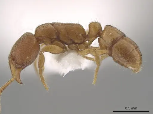 Typhlomyrmex prolatus - CASENT0628623