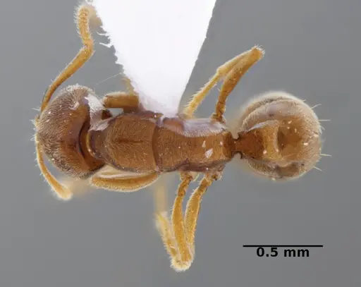 Typhlomyrmex prolatus - CATAC-00879
