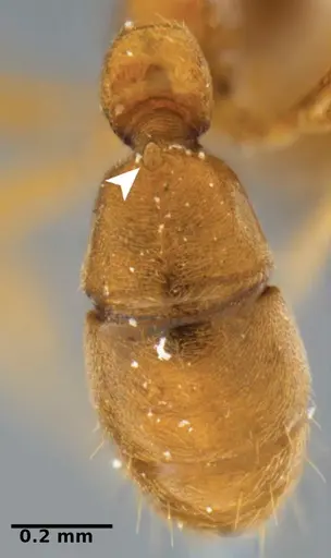Typhlomyrmex prolatus - CATAC-00879