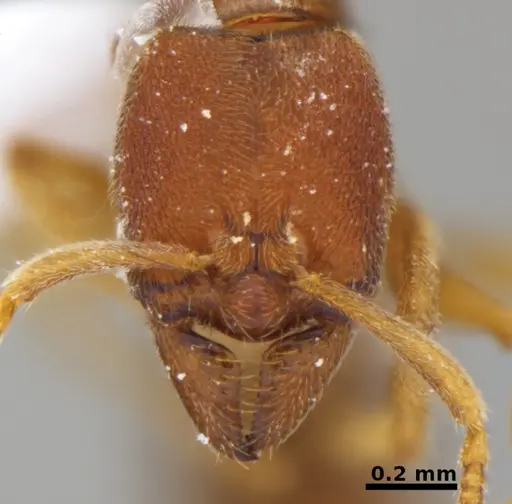 Typhlomyrmex prolatus - CATAC-00879