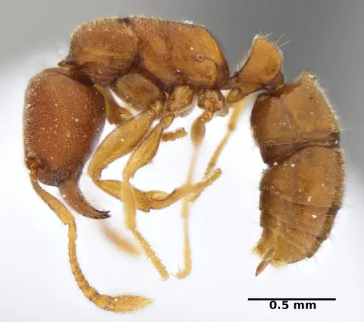 Typhlomyrmex prolatus - CATAC-00879