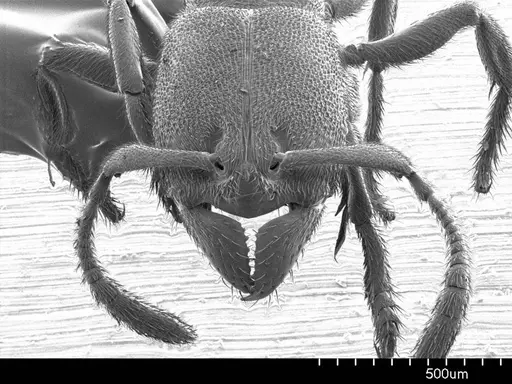 Typhlomyrmex pusillus specimen