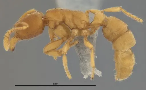 Typhlomyrmex pusillus - ANTWEB1053875