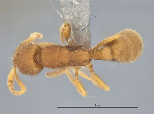 Typhlomyrmex pusillus - ANTWEB1053878