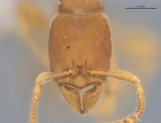 Typhlomyrmex pusillus - ANTWEB1053878