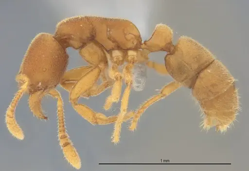 Typhlomyrmex pusillus - ANTWEB1053878