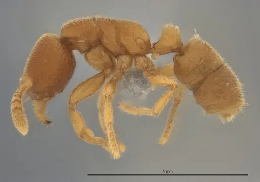 Typhlomyrmex pusillus - ANTWEB1053879
