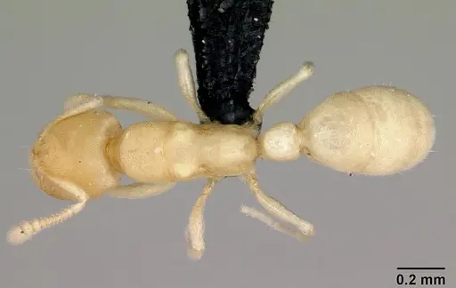 Typhlomyrmex pusillus - CASENT0006786