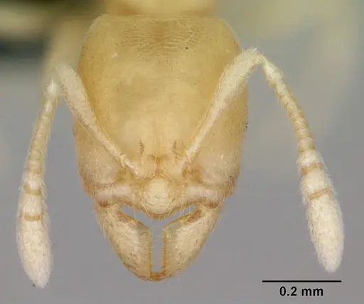 Typhlomyrmex pusillus - CASENT0006786