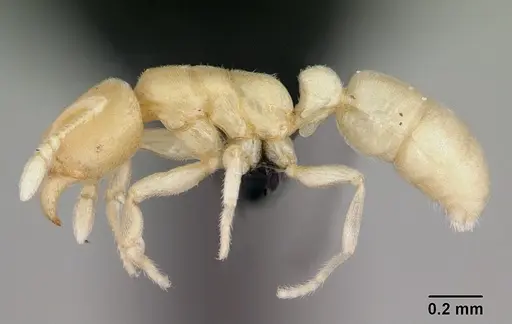 Typhlomyrmex pusillus - CASENT0006786