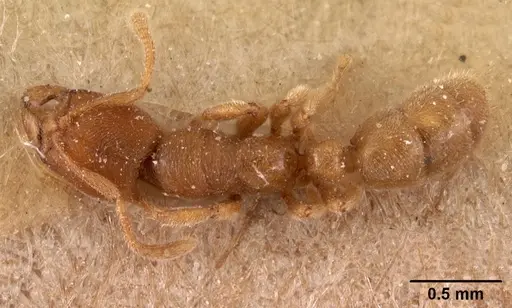 Typhlomyrmex pusillus - CASENT0102122