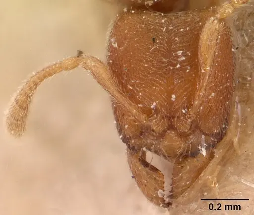 Typhlomyrmex pusillus - CASENT0102122