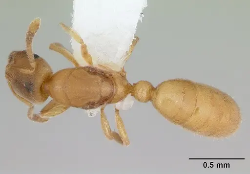 Typhlomyrmex pusillus - CASENT0173389