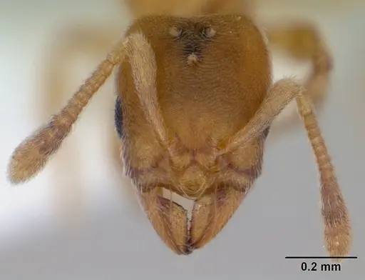 Typhlomyrmex pusillus - CASENT0173389