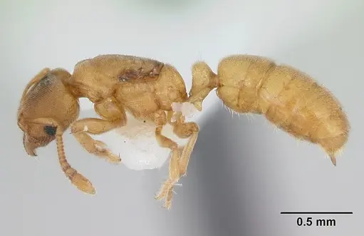 Typhlomyrmex pusillus - CASENT0173389