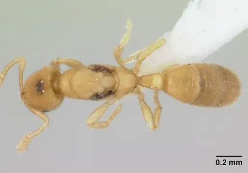 Typhlomyrmex pusillus - CASENT0178662