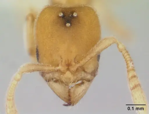 Typhlomyrmex pusillus - CASENT0178662
