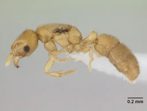 Typhlomyrmex pusillus - CASENT0178662