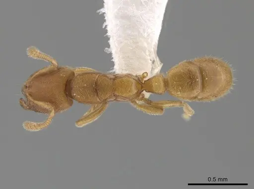 Typhlomyrmex pusillus - CASENT0619736